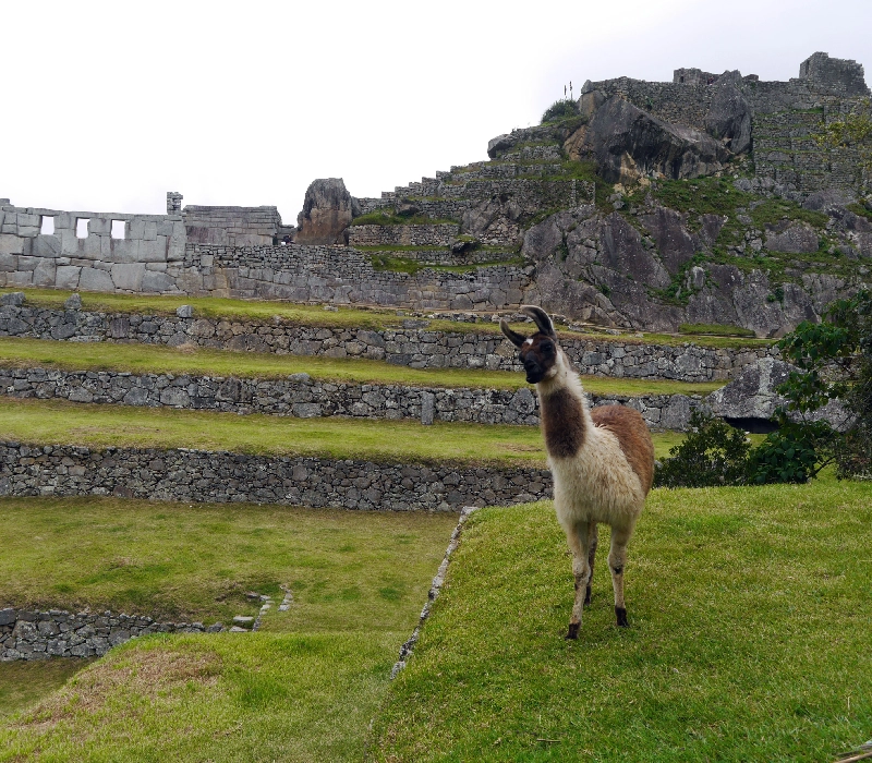 cara machu picchu6 cara machu picchu6