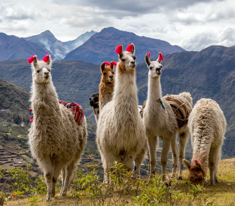 grupo de llamas andinas grupo de llamas andinas