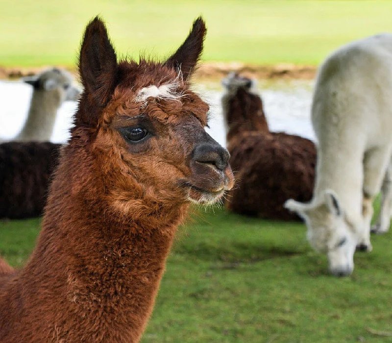 llamas en Choquequirao llamas en Choquequirao