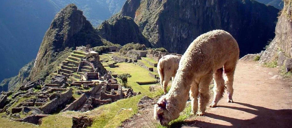 llamas en machu picchu llamas en machu picchu